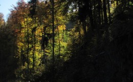 2012 10 20 Herbstwaldwanderung 26